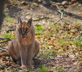 Caracal also know as African golden Cat