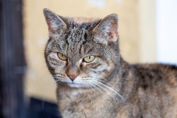 Close up of domestic cat