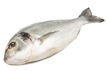 Dorade fish