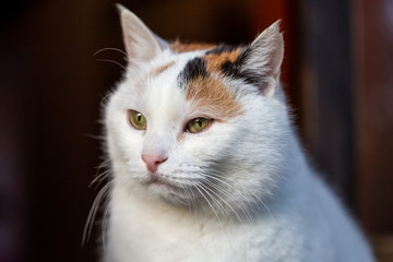 Close up of cat face