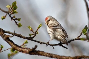 Arctic Redpoll - Acanthis hornemanni known in North America as the hoary redpoll, is a bird species in the finch family Fringillidae