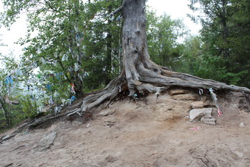 signs and symbols in the mountain forest