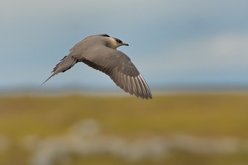 Parasitic Jaeger - Stercorarius parasiticus, big brown bird flying and sitting over the meadow in Norway near seacost