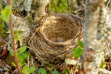 Nest of Redwing - Turdus iliacus  bird in the thrush family, Turdidae, native to Europe and Asia,...