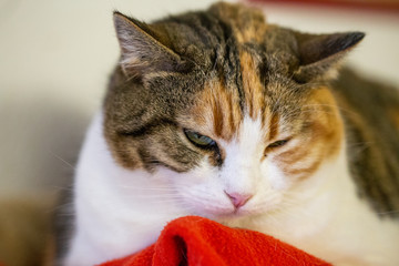 Close up of kitty face