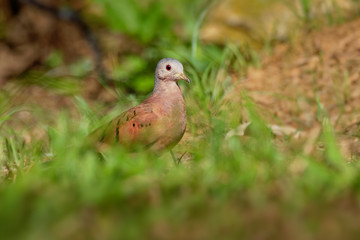 Ruddy Ground-dove - Columbina talpacoti, small New World tropical dove, resident breeder from Mexico south to Peru, Brazil