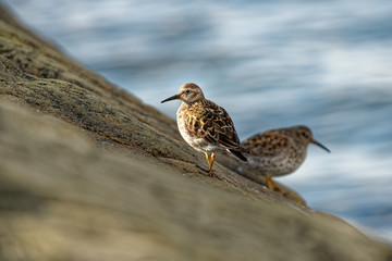Purple Sandpiper - Calidris maritima - sitting on the red algae or rocky and stony seaside in the seacoast
