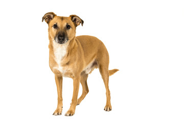 Naklejka na ściany i meble Brown mixed breed dog standing isolated in white background looking at camera