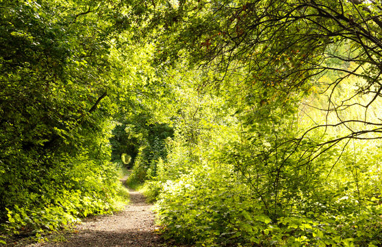 A mysterious winding path in a lush forest illuminated by sunlight. Tunnel of trees with a track amid the thicket of bushes on a bright sunny day. Restful surroundings for hiking. Seasonal background.