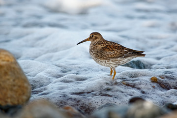 Purple Sandpiper - Calidris maritima - sitting on the red algae or rocky and stony seaside in the seacoast