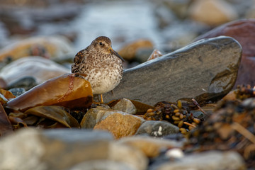 Purple Sandpiper - Calidris maritima - sitting on the red algae or rocky and stony seaside in the seacoast