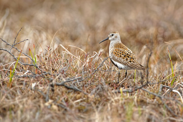 Dunlin - Calidris alpina small wader, sometimes separated with the other 