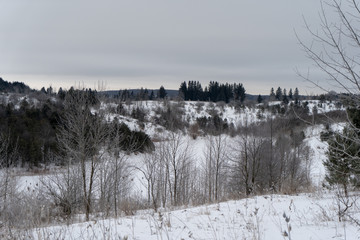 Winter trees landscape snow plants 