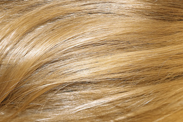 Blond hair as background, texture. One of the popular shades of hair coloring