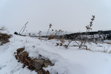 Winter trees landscape snow plants 
