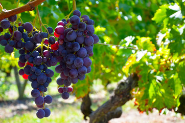 Wine Grapes on the Vine