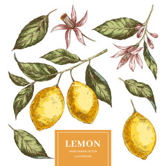 Lemons hand drawn vector illustrations pack