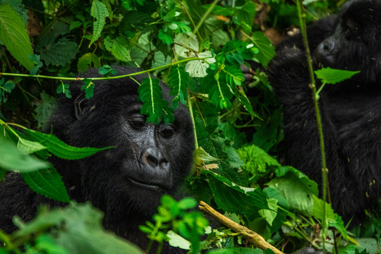 Trekking mountain gorillas in Bwindi impenetrable national park, Uganda. 