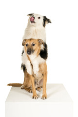 Mixed breed dog and Australian shepherd hugging looking funny  white background