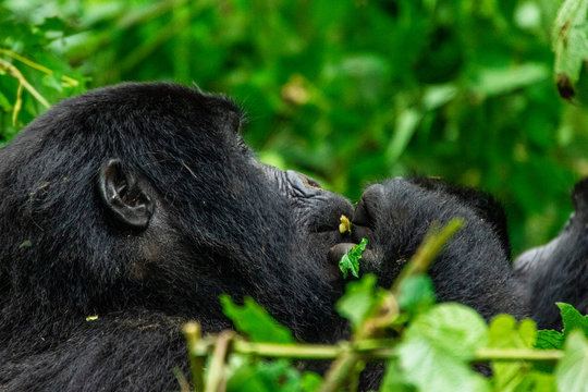Trekking mountain gorillas in Bwindi impenetrable national park, Uganda. 