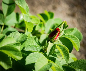 Flower of a dog rose (Rosa canina)