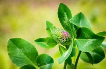Flower of a Clover (trefoil)