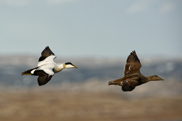 Flying Common Eider -  Somateria mollissima is a large sea-duck that is distributed over the...