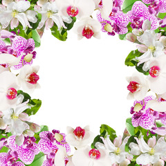 Beautiful floral background of orchids and Apple blossom