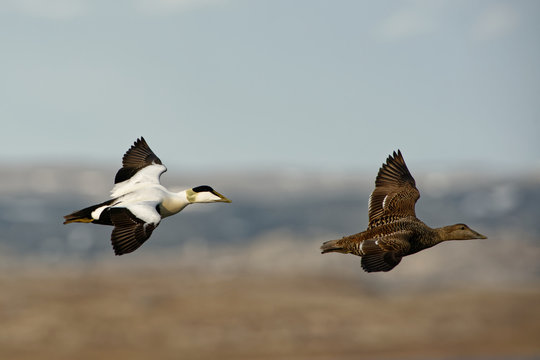 Flying Common Eider -  Somateria mollissima is a large sea-duck that is distributed over the northern coasts of Europe, North America and eastern Siberia