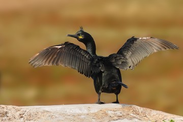 European Shag -  Phalacrocorax aristotelis is a species of cormorant. It breeds around the rocky coasts of western and southern Europe, southwest Asia and north Africa