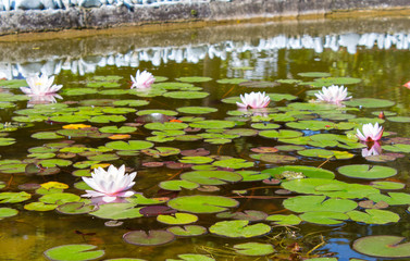 Obraz na płótnie Canvas Beautiful purple lotus flowers among green plants on a pond