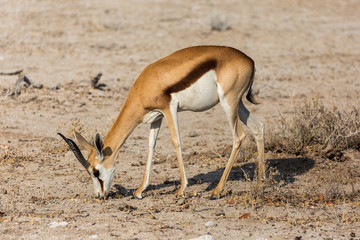 Grazing Springbok (Antidorcas marsupialis) inside Etosha National Park, Namibia