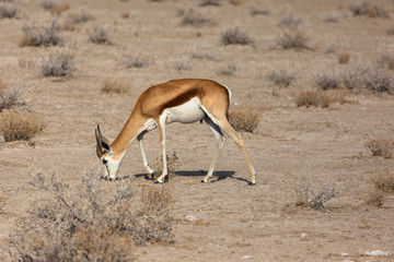 Naklejka na ściany i meble Grazing Springbok (Antidorcas marsupialis) inside Etosha National Park, Namibia