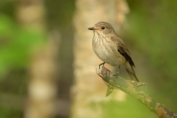 Spotted Flycatcher - Muscicapa striata sitting on the branch in the forest. Small passerine bird in the Old World flycatcher family