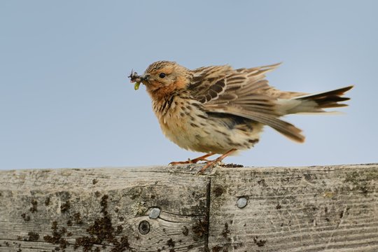Red-throated Pipit - Anthus cervinus feeding with its prey.