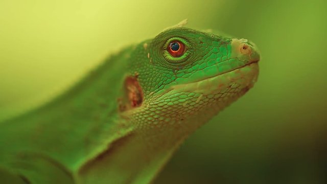 Green lizard close-up. Bright video. Beautiful combination of color.