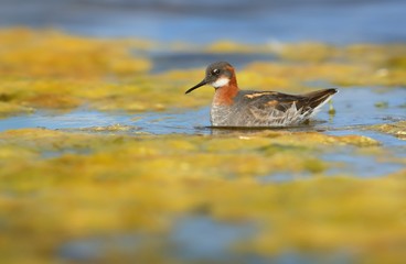 Red-necked Phalarope - Phalaropus lobatus at morning from Varanger with blue background