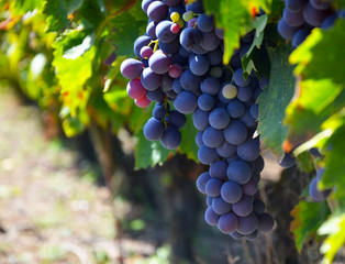 Grapes on the Vine