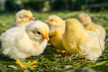 Group of small chickens. Beautiful little chickens on green background. Easter concept image. Yellow chickens on a lawn on a farm. Small chicks in the grass. Yellow chickens and one black.