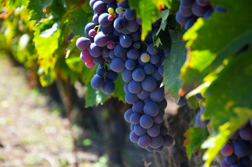red wine grapes on the vine