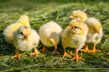 Group of small chickens. Beautiful little chickens on green background. Easter concept image. Yellow chickens on a lawn on a farm. Small chicks in the grass.