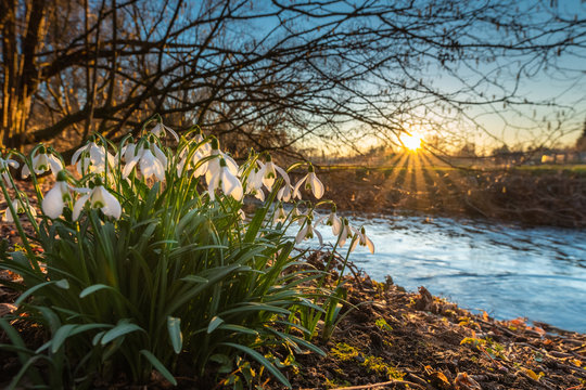 Schneegl&ouml;ckchen am Bachufer der Einbecker Ilme leuchten im Sonnenuntergang