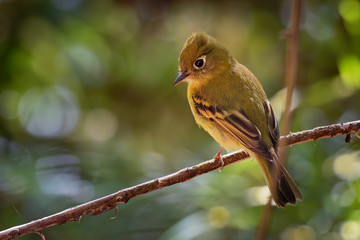 Yellowish Flycatcher - Empidonax flavescens - small passerine bird in the tyrant flycatcher family. It breeds in highlands from southeastern Mexico south to western Panama