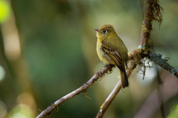 Yellowish Flycatcher - Empidonax flavescens - small passerine bird in the tyrant flycatcher family. It breeds in highlands from southeastern Mexico south to western Panama