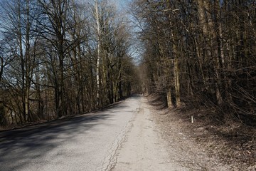 Forest road on a sunny day early spring
