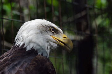 bald eagle