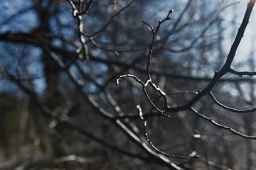 Thin branches of a young tree on the edge of the forest