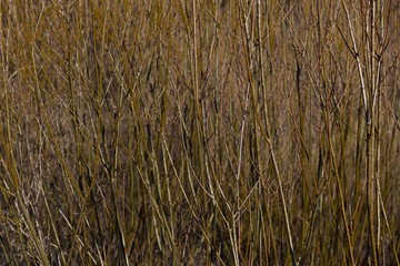 Thin branches of a young tree on the edge of the forest