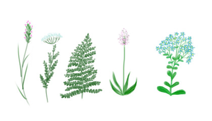 Meadow plants isolated on white