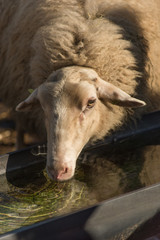 portrait drinking sheep